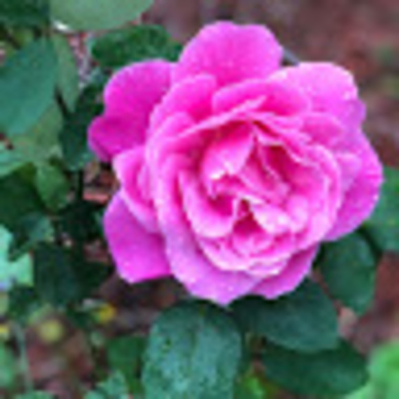 Meet your Posher, Simi - Picture 1 of 1